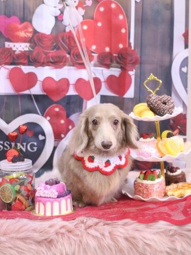 20250214ぺこちゃん 